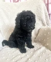 Orange, a male Poodle - Miniature  for sale in Rio Linda, CA – 3 of 5