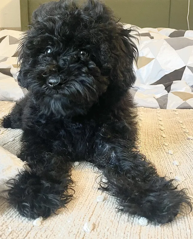 Blue Female – Poodle - Miniature  puppy for sale in Rio Linda, CA