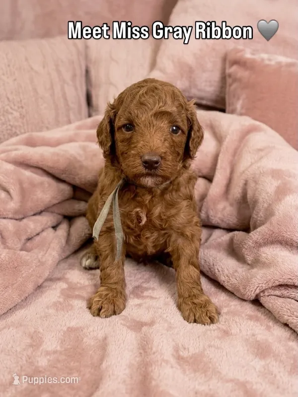 Gray Ribbon – Poodle - Toy  puppy for sale in Rio Linda, CA