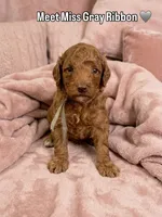 Gray Ribbon, a female Poodle - Toy  for sale in Rio Linda, CA – 1 of 1