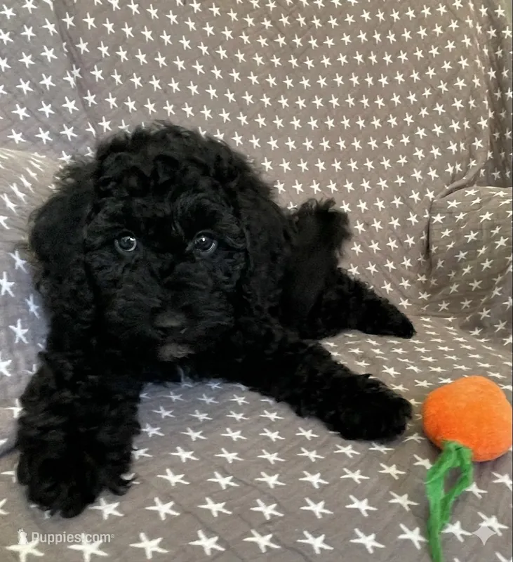 Orange – Poodle - Miniature  puppy for sale in Rio Linda, CA