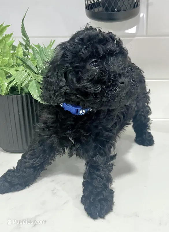 Blue Female – Poodle - Miniature  puppy for sale in Rio Linda, CA