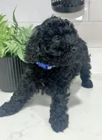 Blue Female, a female Poodle - Miniature  for sale in Rio Linda, CA – 1 of 2
