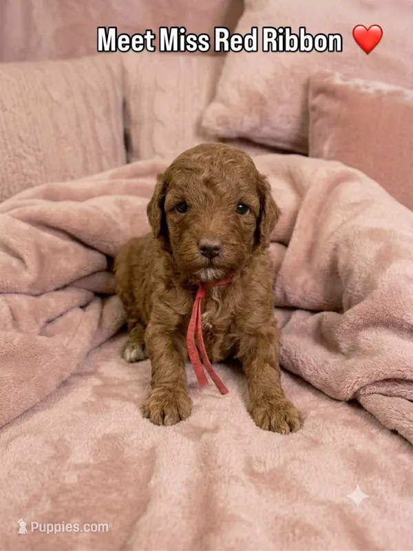 Red Ribbon  – Poodle - Toy  puppy for sale in Rio Linda, CA
