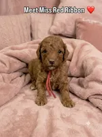 Red Ribbon , a female Poodle - Toy  for sale in Rio Linda, CA – 1 of 1