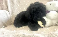 Orange, a male Poodle - Miniature  for sale in Rio Linda, CA – 4 of 5