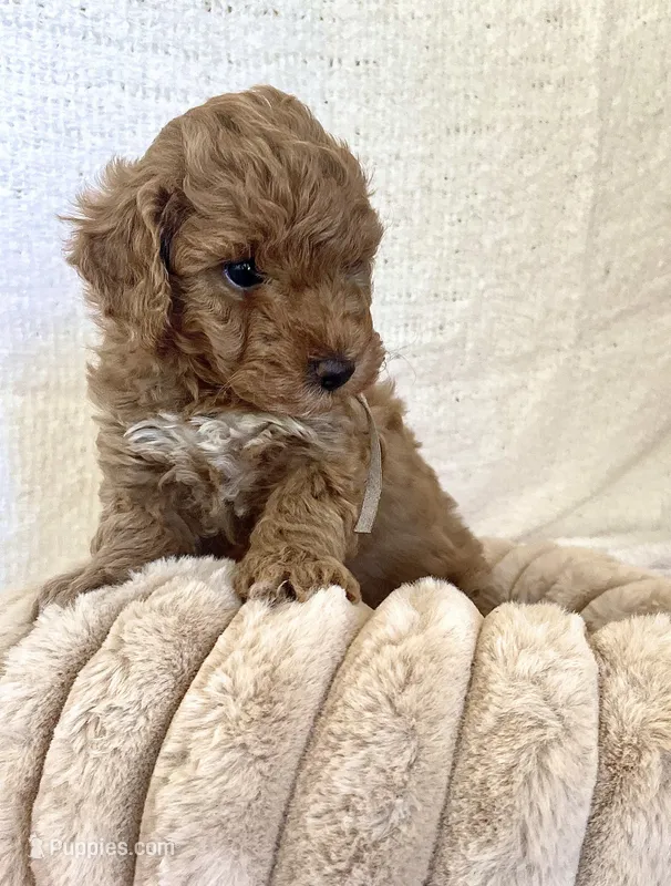 Cream Ribbon  – Poodle - Toy  puppy for sale in Rio Linda, CA