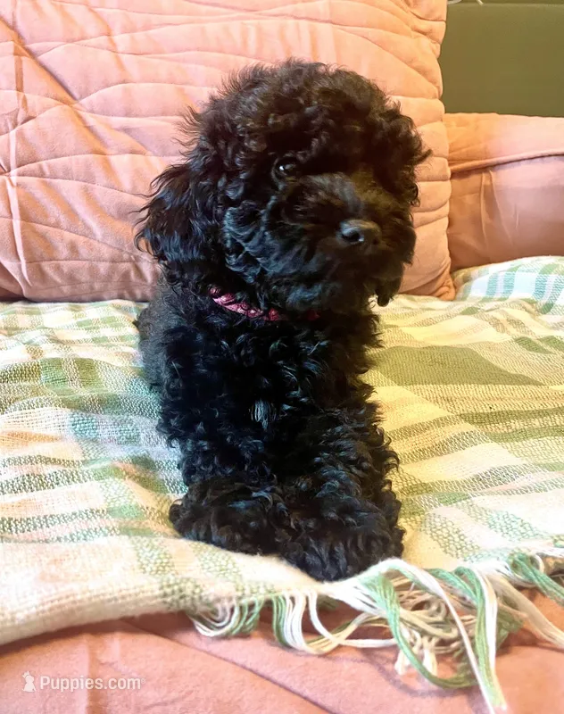 Pink – Poodle - Miniature  puppy for sale in Rio Linda, CA