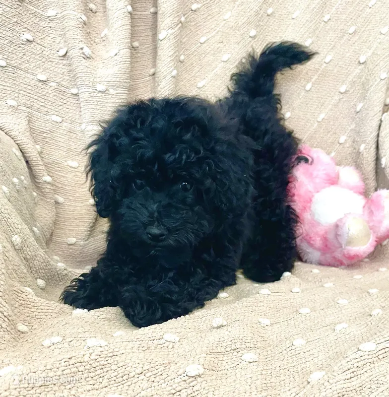 Blue Female – Poodle - Miniature  puppy for sale in Rio Linda, CA
