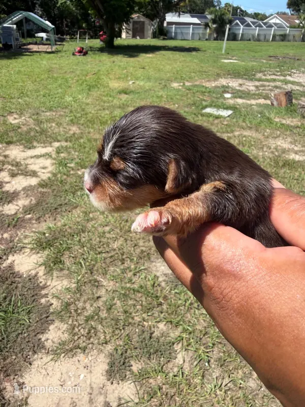 Hershey  – Yorkshire Terrier puppy for sale in Brandon, FL