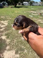 Hershey , a female Yorkshire Terrier for sale in Brandon, FL – 1 of 3