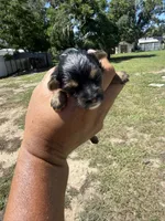 Ace, a male Yorkshire Terrier for sale in Brandon, FL – 4 of 4