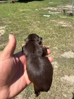 Hershey , a female Yorkshire Terrier for sale in Brandon, FL – 3 of 3