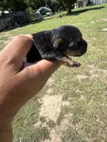 Ace, a male Yorkshire Terrier for sale in Brandon, FL – 3 of 4