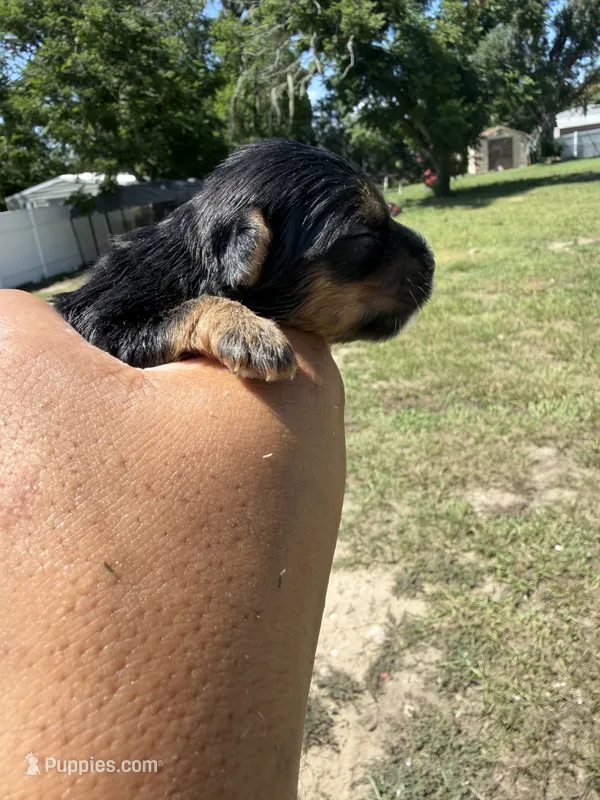 Ace – Yorkshire Terrier puppy for sale in Brandon, FL