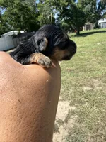 Ace, a male Yorkshire Terrier for sale in Brandon, FL – 1 of 4