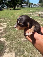 Hershey , a female Yorkshire Terrier for sale in Brandon, FL – 2 of 3
