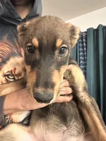 processed/aaab0012-2184-488a-a688-bfeca1df89b0/listing/e80a70b1-4994-48e5-9887-c082bd93ea29/1d169681-4235-4bb9-b890-1bfa4b092640