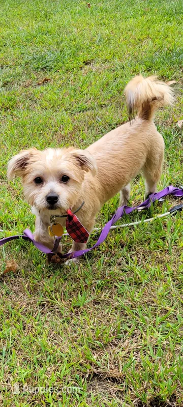 Dawson  – Yorkshire Terrier puppy for sale in Brockton, MA