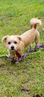 Dawson , a male Yorkshire Terrier for sale in Brockton, MA – 1 of 3