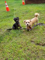 Dawson , a male Yorkshire Terrier for sale in Brockton, MA – 2 of 3