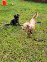 Dawson , a male Yorkshire Terrier for sale in Brockton, MA – 3 of 3