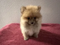 Appa, a male Pomeranian for sale in Moreno Valley, CA – Photo 7 of 10