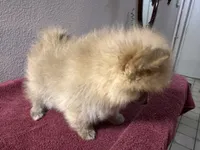 Appa, a male Pomeranian for sale in Moreno Valley, CA – Photo 10 of 10