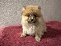 Appa, a male Pomeranian for sale in Moreno Valley, CA – Photo 9 of 10