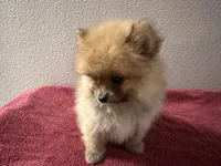 Appa, a male Pomeranian for sale in Moreno Valley, CA – Photo 3 of 10