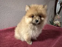 Appa, a male Pomeranian for sale in Moreno Valley, CA – Photo 4 of 10