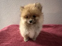 Appa, a male Pomeranian for sale in Moreno Valley, CA – Photo 1 of 10