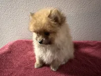 Appa, a male Pomeranian for sale in Moreno Valley, CA – Photo 8 of 10