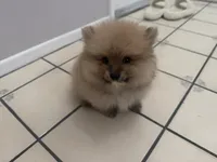 Sock, a male Pomeranian for sale in Moreno Valley, CA – 8 of 9