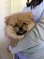 Sock, a male Pomeranian for sale in Moreno Valley, CA – 9 of 9