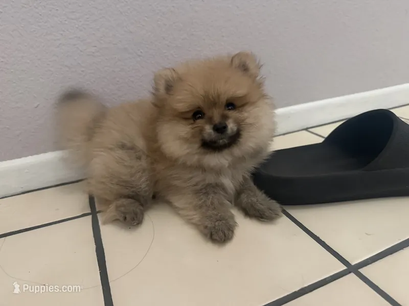 Sock – Pomeranian puppy for sale in Moreno Valley, CA