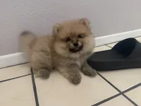 Sock, a male Pomeranian for sale in Moreno Valley, CA – 1 of 9