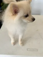 Winnie, a female Pomeranian for sale in Moreno Valley, CA – Photo 6 of 6