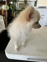 Winnie, a female Pomeranian for sale in Moreno Valley, CA – Photo 3 of 6