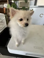 Winnie, a female Pomeranian for sale in Moreno Valley, CA – Photo 2 of 6