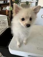 Winnie, a female Pomeranian for sale in Moreno Valley, CA – Photo 4 of 6