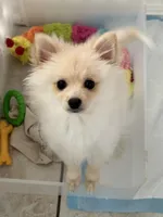 Winnie, a female Pomeranian for sale in Moreno Valley, CA – Photo 1 of 6