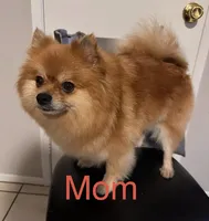 Winnie, a female Pomeranian for sale in Moreno Valley, CA – Photo 7 of 9