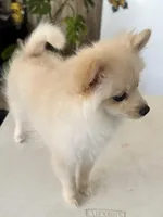 Winnie, a female Pomeranian for sale in Moreno Valley, CA – Photo 5 of 6