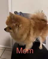 Winnie, a female Pomeranian for sale in Moreno Valley, CA – Photo 8 of 9