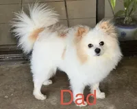 Winnie, a female Pomeranian for sale in Moreno Valley, CA – Photo 9 of 9