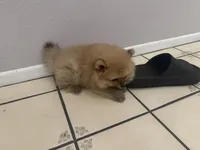 Sock, a male Pomeranian for sale in Moreno Valley, CA – 4 of 9