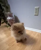 Appa, a male Pomeranian for sale in Moreno Valley, CA – Photo 7 of 10