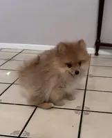 Appa, a male Pomeranian for sale in Moreno Valley, CA – Photo 3 of 10