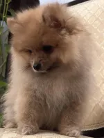 Appa, a male Pomeranian for sale in Moreno Valley, CA – Photo 4 of 10